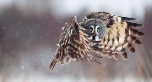 birds-National-Geographic-owls--1513607-1600x1200